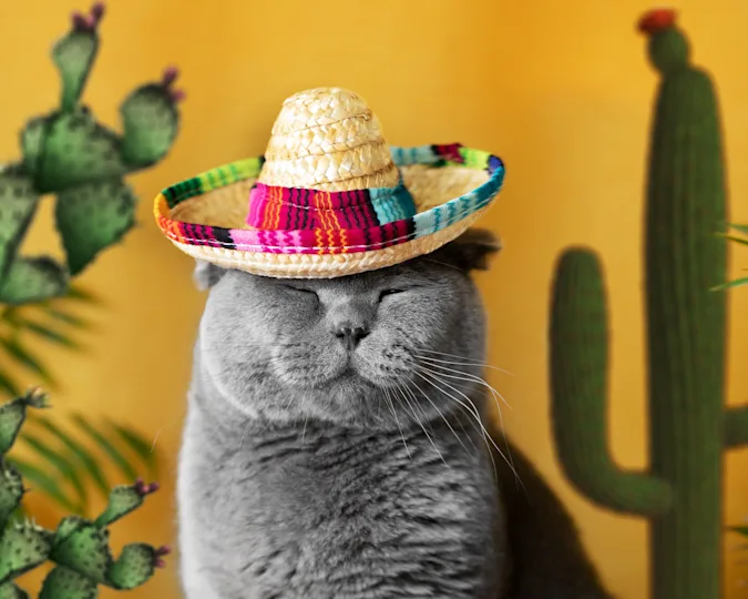 What's a cat's favorite type of Mexican food? image