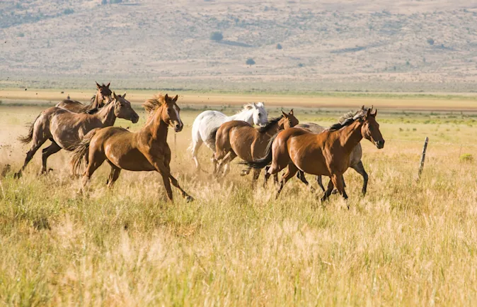 What kind of computers do horses use? image