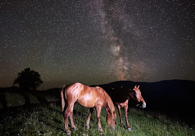 How do horses navigate at night? image