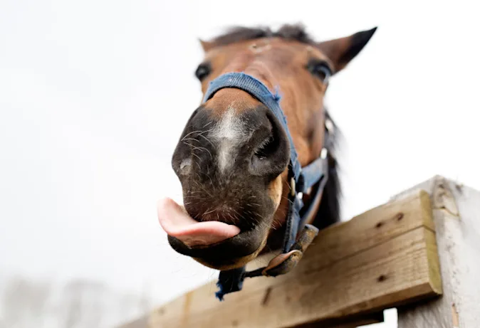 What did the horse say when it collapsed? image