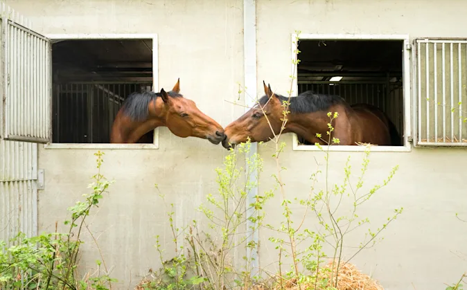 What did the horses say when they saw their friend who lives across the street? image