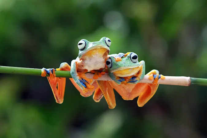 What kind of sandals do frogs wear? image