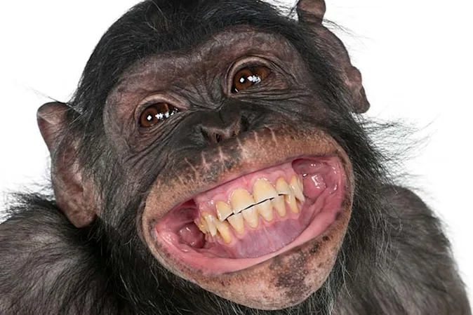 Why are monkeys lousy workers? image