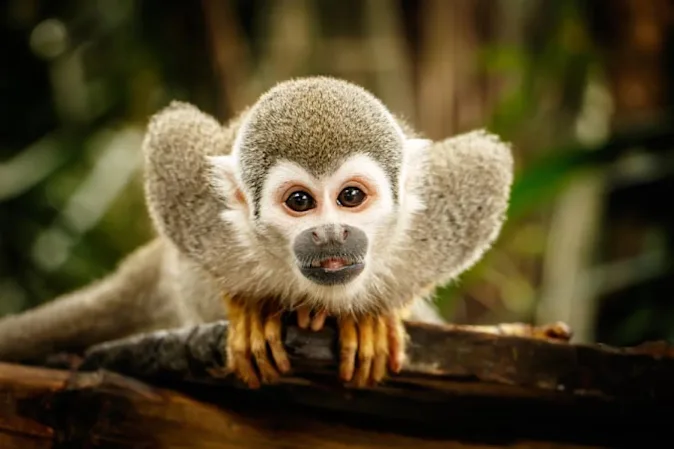  What do you call a monkey who's a whiz at technology? image