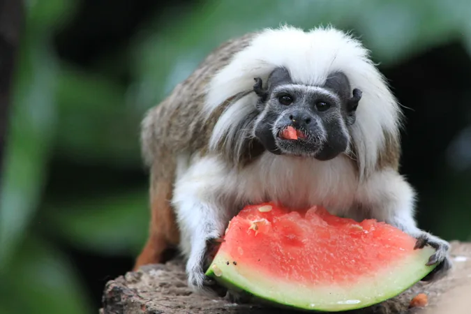 Why did the monkeys start eating watermelon at the zoo? image