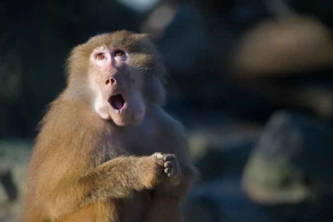 What did the monkey say when the baboon stole its money? image