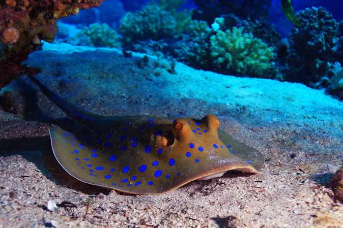  What sits at the bottom of the ocean and shakes? image