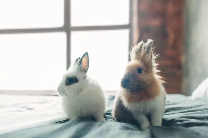  What did one bunny say about the other bunny's new updo? image