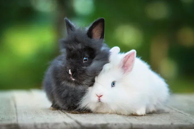 What is the most important grooming habit for a rabbit? image