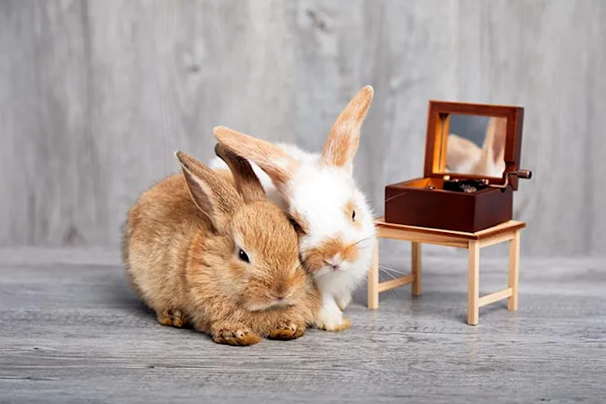  What is a bunny's favorite dance? image