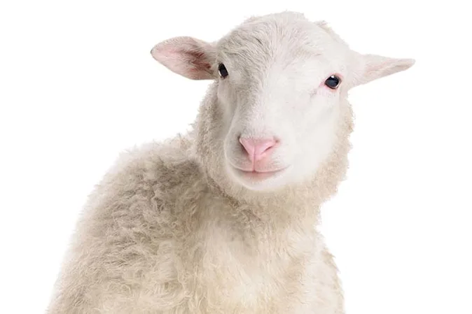  Which singer loves to groom sheep? image