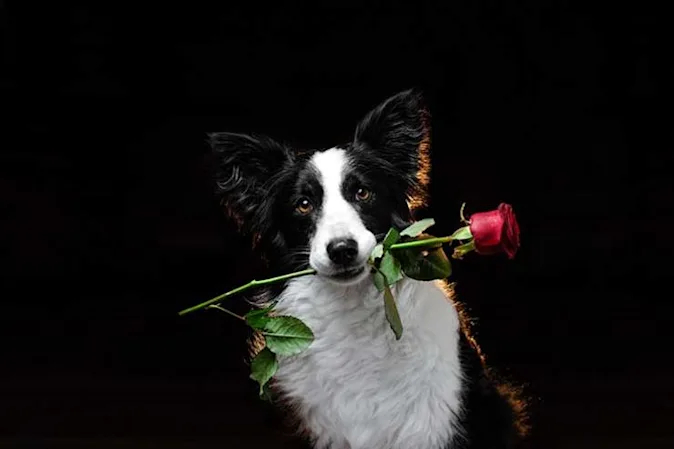  What do you get if you cross a sheepdog with a rose? image