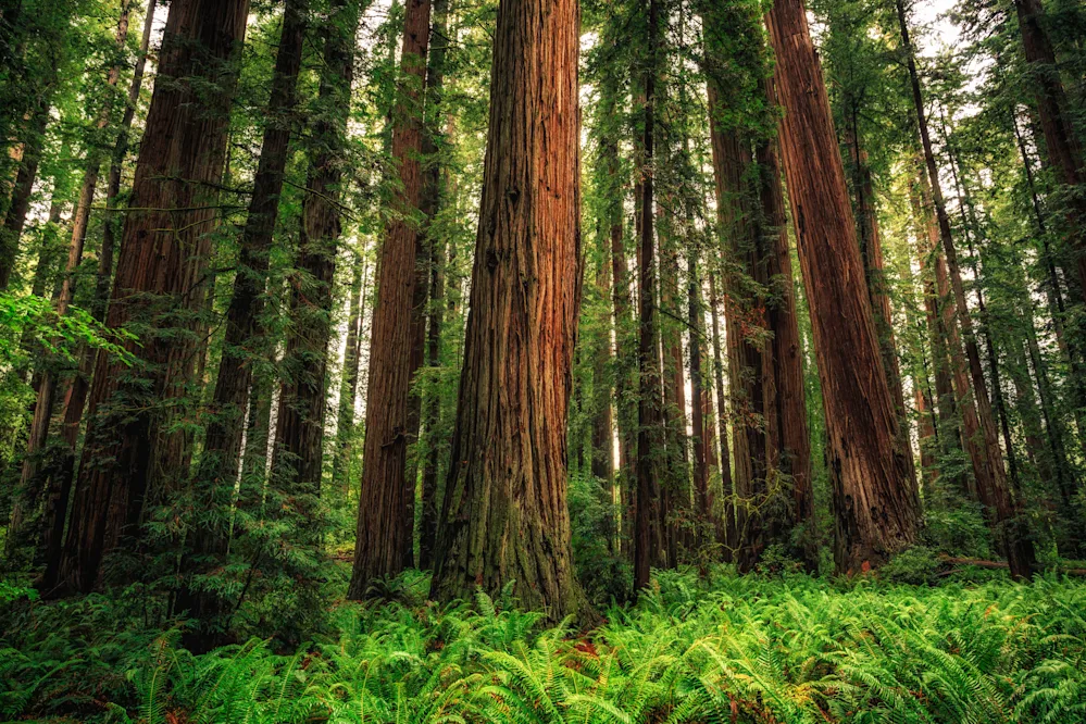 Reaching for the Clouds The Earth’s Tallest Trees-1