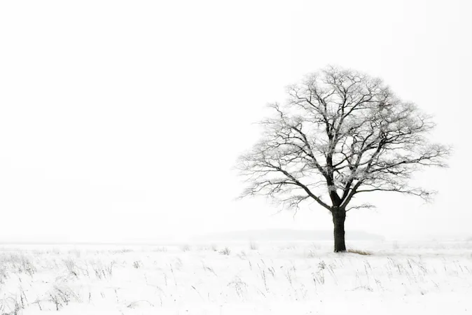 What did the tree say after the long frigid winter? image