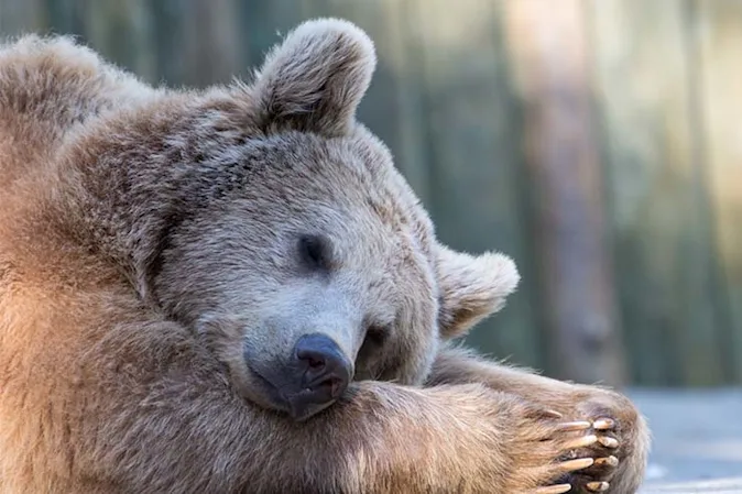 Why do bears hibernate in the winter? image