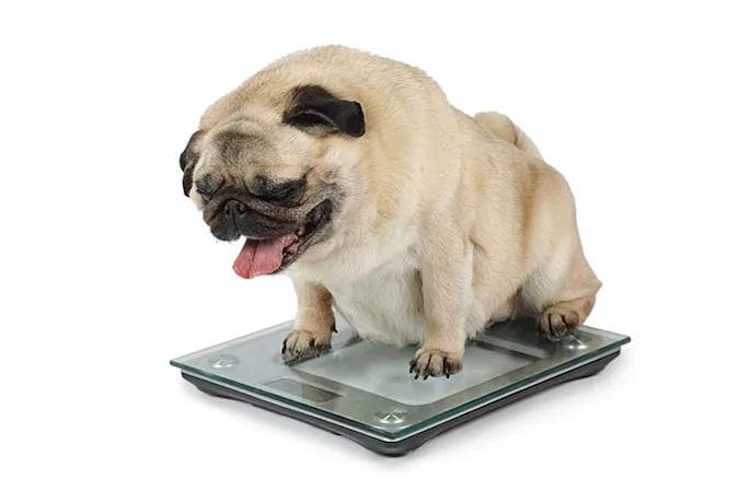  What does winter fat turn into? image