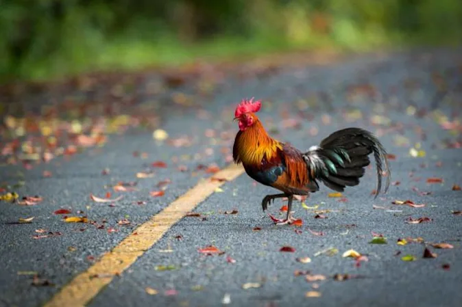  Why did the unwashed chicken cross the road twice? image