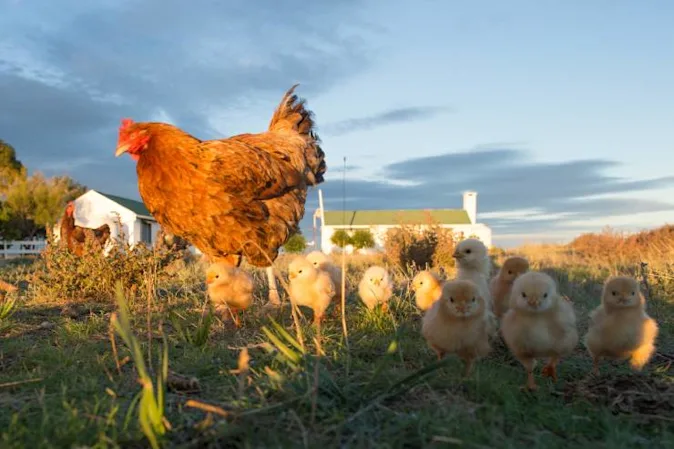  What do chicken families do on Saturday afternoon? image