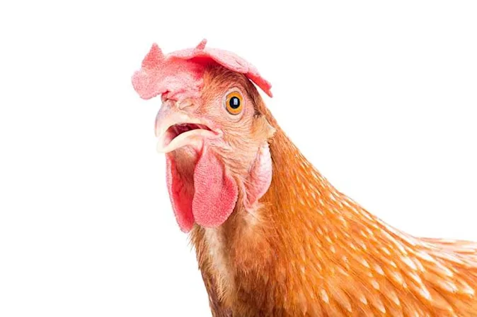  What did the chicken do when he saw a bucket of fried chicken? image