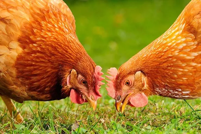  What do you get if you feed gunpowder to a chicken? image