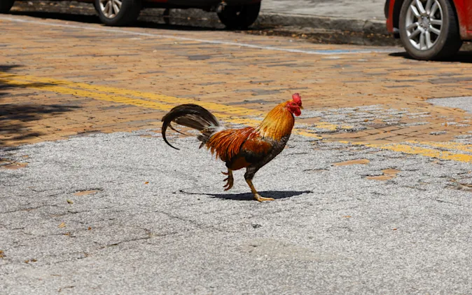 Why did the chicken walk across the street? image