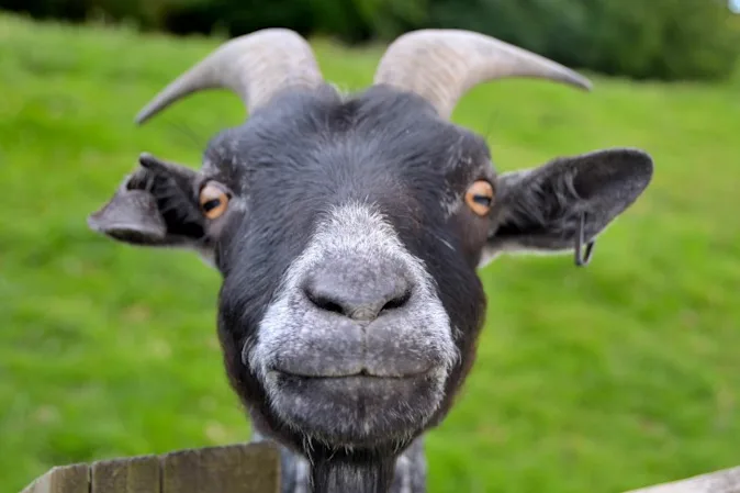  Why are goats so funny? image