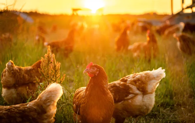 Which bird would make a great farmer? image