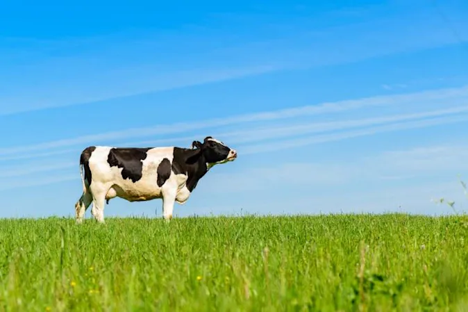  What did the farmer call the cow that would not give him any milk? image
