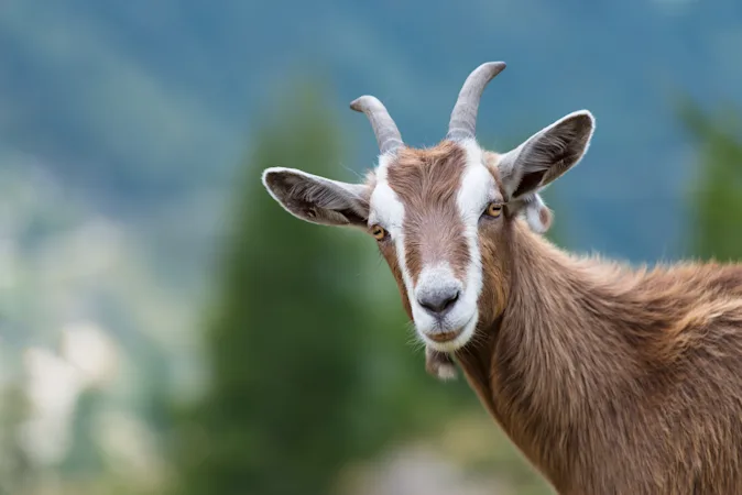 Why did the goat become a lawyer? image
