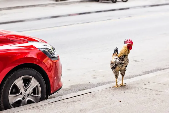 What kind of car does a chicken have? image