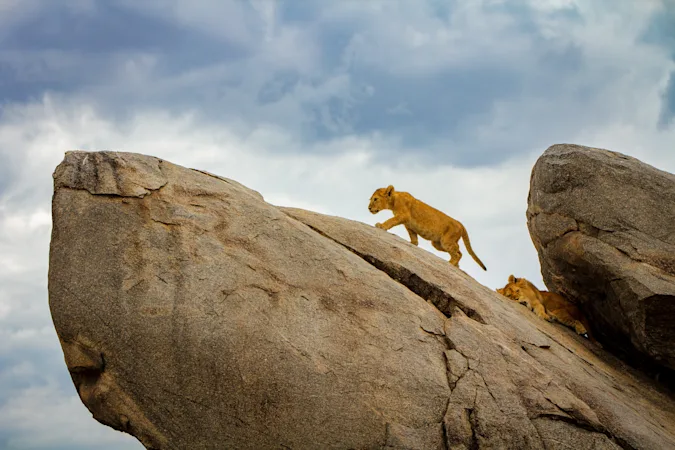 What do you say to Simba when he's moving too slowly? image