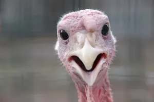 Why was the turkey taken out of the basketball game? image