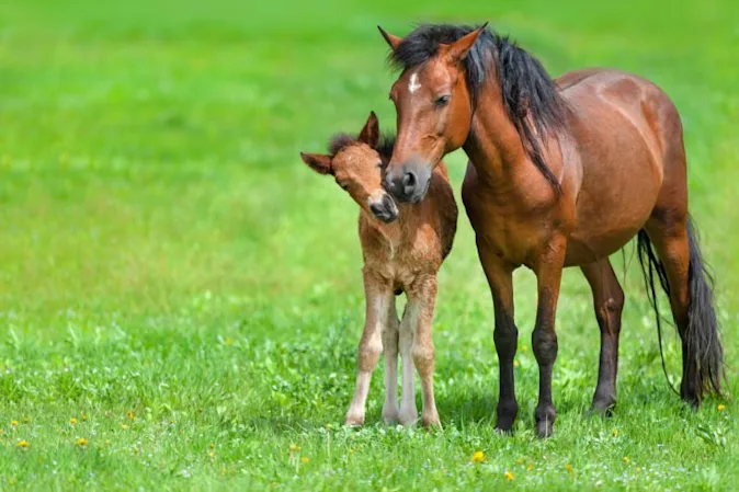  What did the baby horse say when his mom asked if he was hungry? image