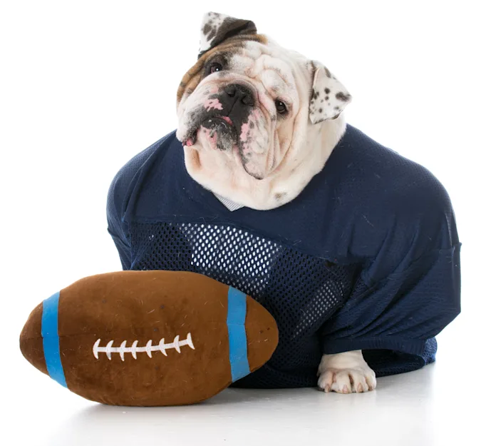 Which animals make the best football players? image