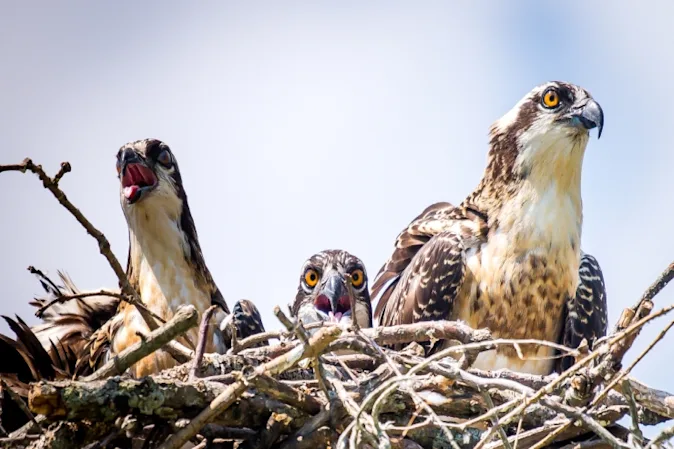  Why are birds of prey such good mothers? image