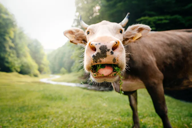 Why are cows bad at telling jokes? image