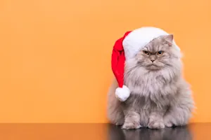 What do you call a cat who loves Christmas? image