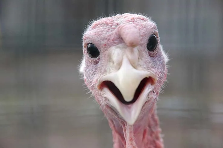 Why was the turkey taken out of the basketball game? image