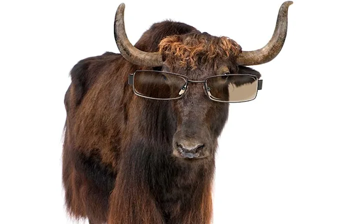  Who is a cow's favorite celebrity? image