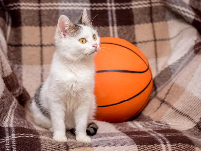 What do cats say when the basketball doesn't hit the basket in a shot? image