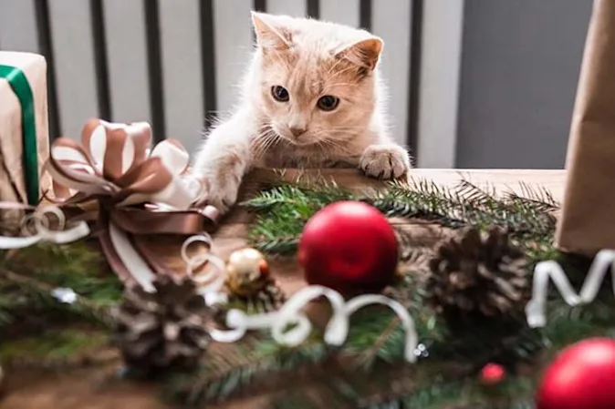  Who delivers the cat's Christmas presents? image