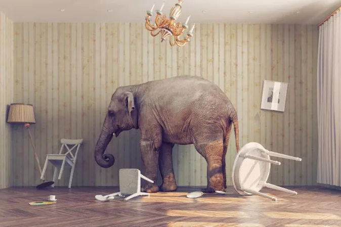  How do you get out of an elephant's stomach? image