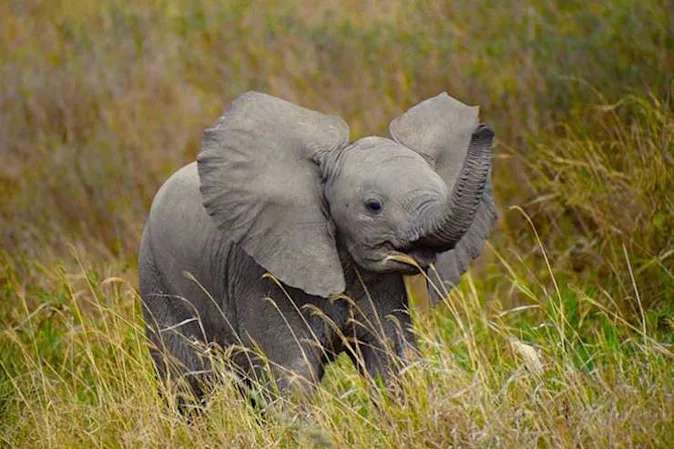  How do you raise a baby elephant? image