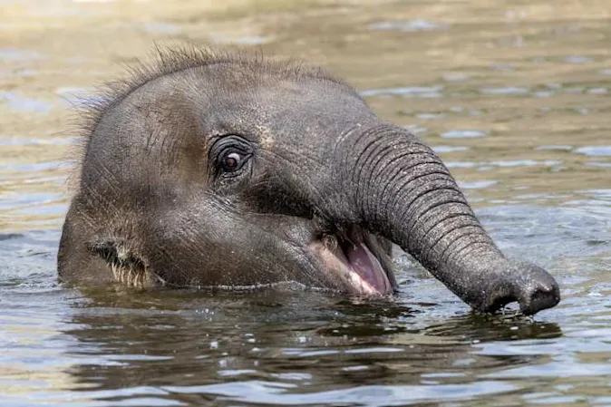  What do you call a group of elephants in the pool? image