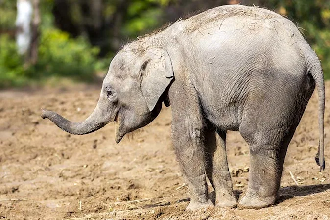  Why did the elephant eat the candle? image