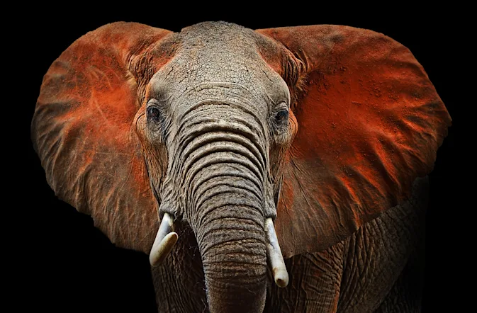 Why are elephants so wrinkled? image