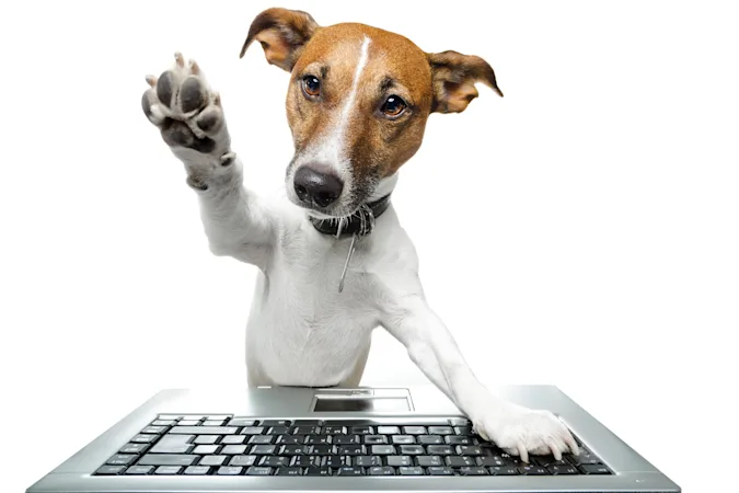 What animal knows how to work a computer? image