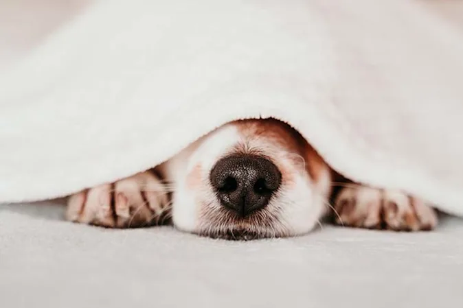  What do you call dogs that rarely bark? image