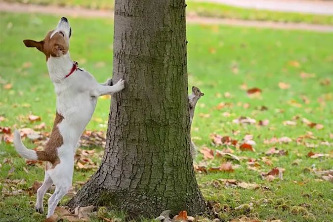 What's the difference between a dog and a tree? image