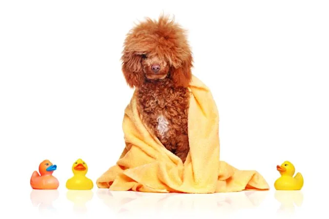  What type of dog loves to take showers? image